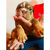 Bulldog Ingles 3 Machos Y 3 Hembras Super Hermosos