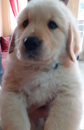 Cachorros Golden Retriever