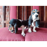 Basset Hound Tricolor (batatas) Disponibles Para Entregar Ya