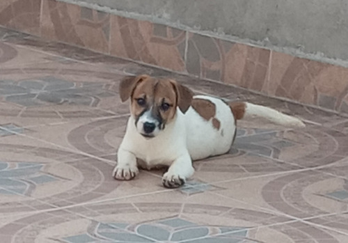 Jack Russell Cachorros 