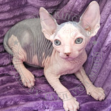 Gato Sphynx - Lindos Filhotes - Linhagem Européia 