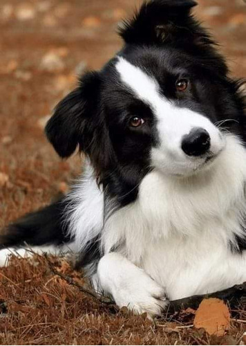 Border Collie Lindos Padrão 