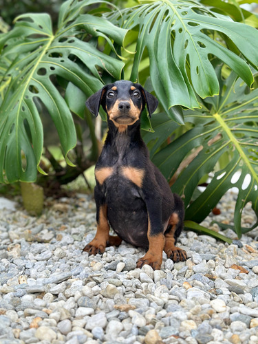 Venta Doberman Precio Macho Puro Raza Bebe Colombia Medellin