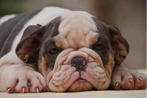 Hermoso Cachorro Bulldog Inglés Exótico