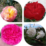 Roseira Trepadeira Flores Grandes (kit Com 4 Mudas)