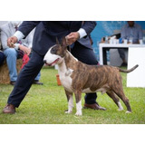 Bull Terrier Cachorros - The Magic Of Dorian