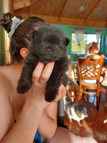 Cachorros Pomerania Toy Black