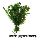 Elodea Egeria Densa 15 Ramos Lowtech  Planta Aquario Plantad