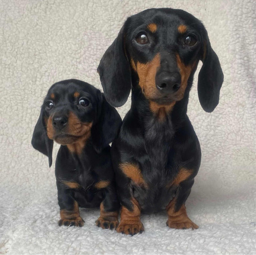 Cachorros Teckel Salchicha Color Clásico Negro Garantía