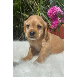 Hermosos Cachorro Cocker Spaniel Perros Disponible Medellín 