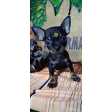 So Hoje Pinscher  Fêmea 