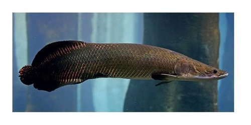 Peixe Pirarucu 15cm