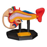 Pancreas Humano - 3d