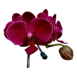 Orquídea Phalaenopsis Vermelha Montreux Rara Planta Adulta 