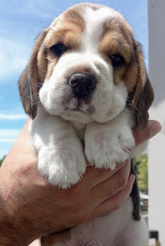 Los Beagles Más Tiernos Del Mundo Mundial. Registro Kca 