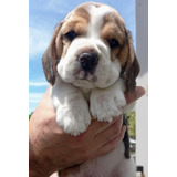 Los Beagles Más Tiernos Del Mundo Mundial. Registro Kca 