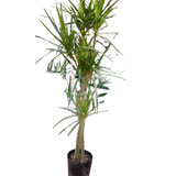 Combo De Dracena Marginata En Maceta Premium N27