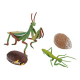 Figura De Insecto P De 4 Piezas, Ciclo De Vida, Crías De Plá