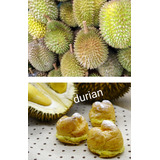 Durian No Semilla Raro Exótico Dulce Envío Gratis 