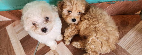 Bichon Maltés Macho + Hembra