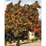 Mandarina Sin Semilla Gigante Alta Producción ( Injerto )