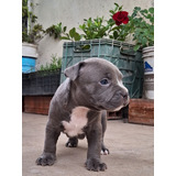 Cachorro Pitbull Blue Macho (disponible)