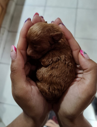 Caniche Toy De Los Mas Pequeños Rojos