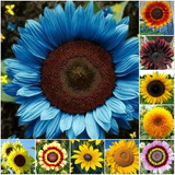 500 Semillas De Girasol Mix Variadas 