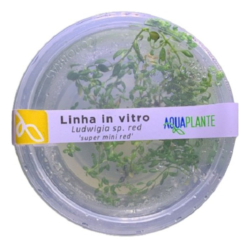 Ludwigia Sp. Mini Red (in Vitro)