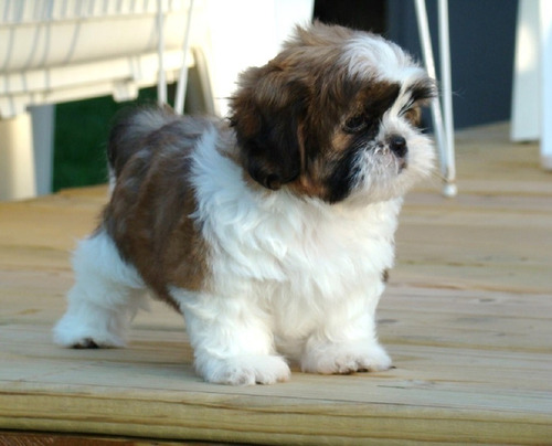 Shih Tzu, Adorables Cachorritos, Pedigree Fcm, A Msi!