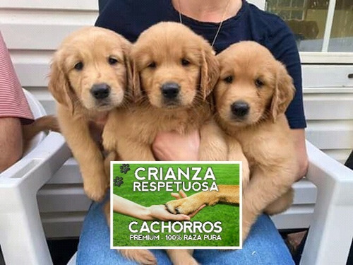 Golden Retriever Hembritas Autenticas 100% - Tambien Envios