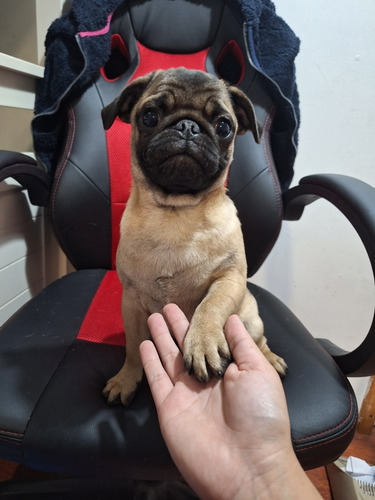 Cachorro Pug El 23 De Abril Cumple 6 Meses Es De Tamaño Pequ