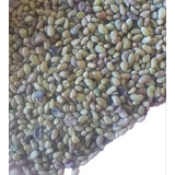 Semillas De Alfalfa Super Monarca G8 X 25kg