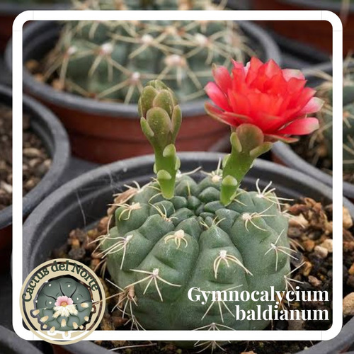 Cactus Gimnocalycium Baldianum
