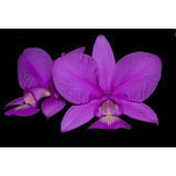 Orquidea Cattleya Nobilior Tipo  - 34,99