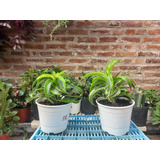 Planta Interior Dracaena Lemon Lime En Maceta N17