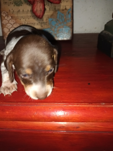 Cachorra Salchicha Mini, Hembra Arlequín 