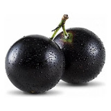 Jabuticaba Enxertada Produz Em 3 Anos