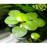 Planta Flotante Natural Acuario Estanque Limnobium  Pack X 2