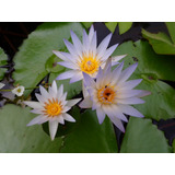 Flor De Loto Azul De Nilo, Planta Acuática Grande Con Flores