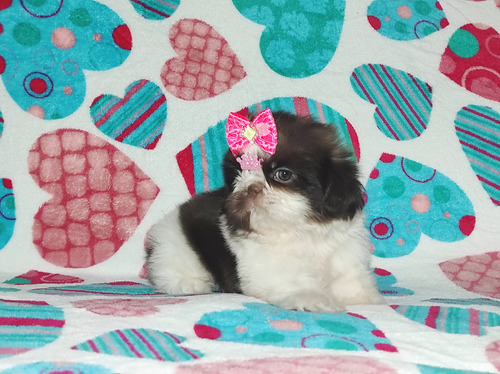 Shitzu Fêmea Filhote Shih Tzu 