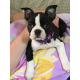 Cachorro Boston Terrier Puppy Boston Perrito