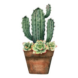 Vinilo Decorativo 30x45cm Cactus Con Flores Plantas M2