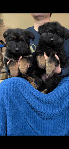 Cachorros Pastor Aleman Variedad Pelo Corto Y Pelo Largo