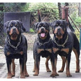 Rottweiler Cachorros Selección 1