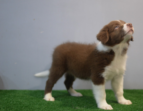 Cachorros  Border Collie  Con Pedigree Internacional