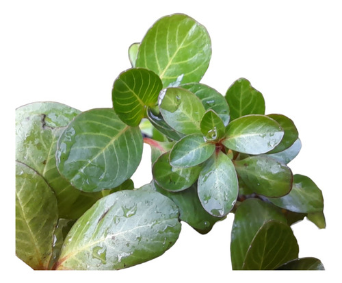 Ludwigia Ovalis. Rotala Rotundifolia. 