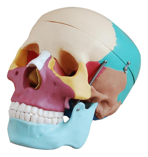 Cráneo Humano Huesos Pintados Tamaño Natural Desmontable 3pz
