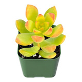 Suculenta Sedum Adolphii Golden Glow - Amarelo E Laranja