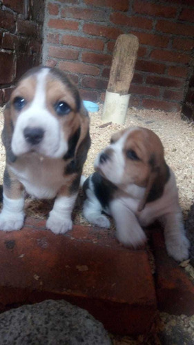 Beagle Preciosos Cachorros